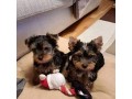 beautiful-and-outstanding-yorkie-puppies-small-0