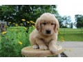 adorable-golden-retriever-puppies-for-sale-text-1-916-672-1247-small-0