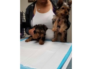 Adorable Yorkie Puppies Text : +1 (916) 672 1247