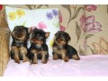 sweet-yorkshire-terrier-text-1-916-672-1247-small-0