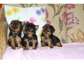 Sweet Yorkshire Terrier Text : +1 (916) 672 1247