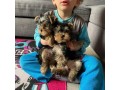 yorkshire-terrier-puppies-for-sale-text-1-916-672-1247-small-0