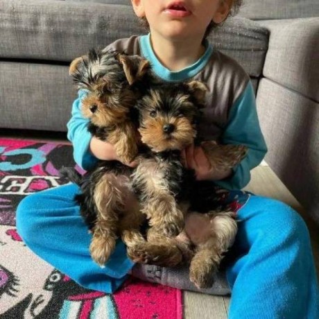 yorkshire-terrier-puppies-for-sale-text-1-916-672-1247-big-0