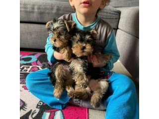Beautiful Yorkshire Terrier Puppies.Text : +1 (916) 672 1247
