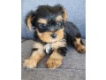yorkshire-terrier-puppy-male-text-1-916-672-1247-small-0