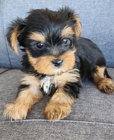 yorkshire-terrier-puppy-male-text-1-916-672-1247-big-0