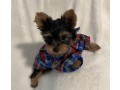 yannah-yorkshire-terrier-puppy-text-1-916-672-1247-small-0