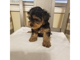 Yorkshire Terrier Puppies Text (916) 672 1247