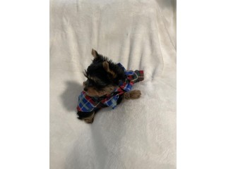 Male Yorkie Yorkshire Terrier  Text : +1 (916) 672 1247