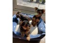 yorkshire-terrier-yorkie-puppies-for-sale-text-1-916-672-1247-small-0