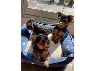 Yorkshire Terrier - Yorkie Puppies for Sale Text : +1 (916) 672 1247