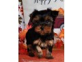 purebred-yorkshire-terrier-puppies-text-1-916-672-1247-small-0