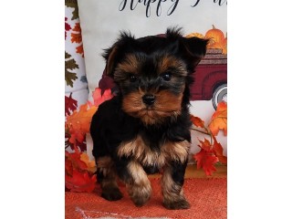 Purebred Yorkshire Terrier Puppies Text : +1 (916) 672 1247