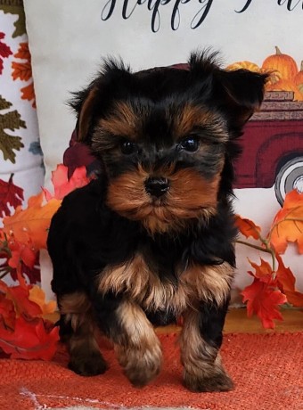 purebred-yorkshire-terrier-puppies-text-1-916-672-1247-big-0