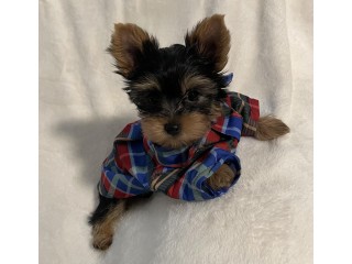 AKC Yorkie Puppies For Sale Text : +1 (916) 672 1247