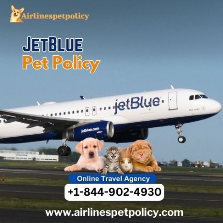 what-is-jetblue-pet-policy-big-0