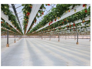 Buy OMRI-certified and renewable strawberry grow bags from RICOCCO