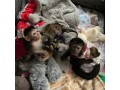 cute-capuchin-monkeys-for-sale-small-0