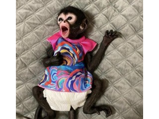 Cute Spider Monkeys available for sale
