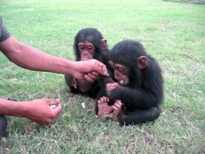 lovely-chimpanzee-monkeys-for-sale-big-0