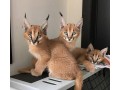 caracal-kittens-for-sale-small-0