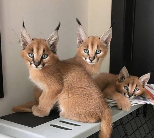 caracal-kittens-for-sale-big-0