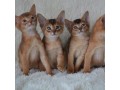 cute-abyssinian-kittens-for-sale-small-0