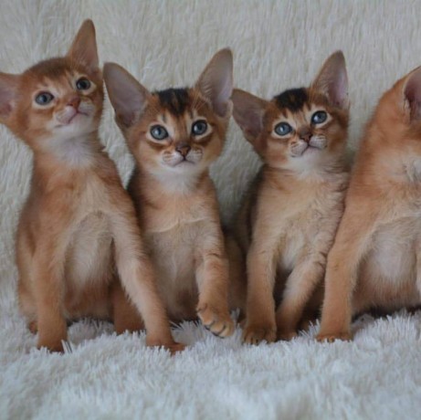 cute-abyssinian-kittens-for-sale-big-0
