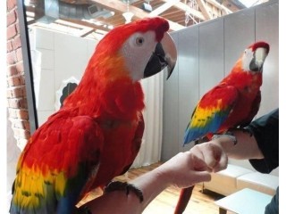Talking Scarlet Macaw parrots for sale