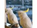 talking-cockatoo-parrots-for-sale-small-0