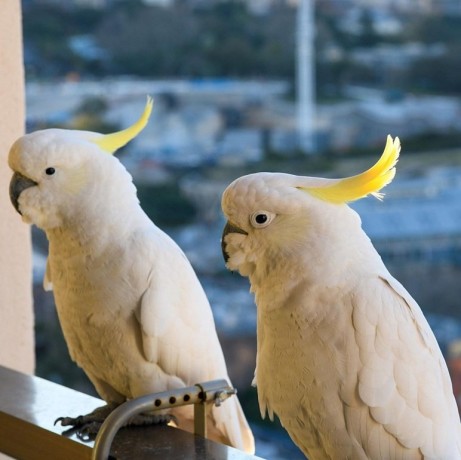 talking-cockatoo-parrots-for-sale-big-0