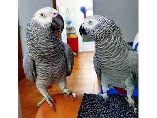 Talking African gray parrots  for sale