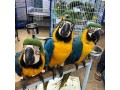 talking-blue-and-gold-macaw-parrots-for-sale-small-0