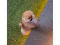 pomeranian-puppies-available-for-sale-small-0