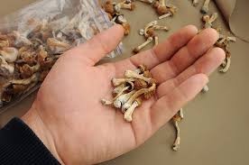 pychedelics-magic-mushrooms-mushroom-capsules-psilocybin-mushroomsdmtlsd-psilocybin-capsules-for-sale-big-0