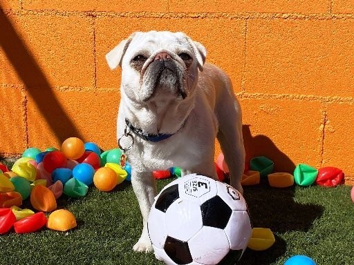 the-benefits-of-dog-football-and-soccer-big-0