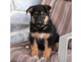 german-shepard-puppies-available-for-adoption-small-0