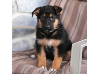 German Shepard Puppies Available for  Adoption