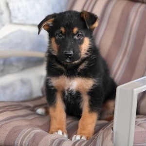 german-shepard-puppies-available-for-adoption-big-0