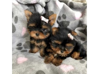 Adorable Male and Female TeaCup Yorkie Puppy Available