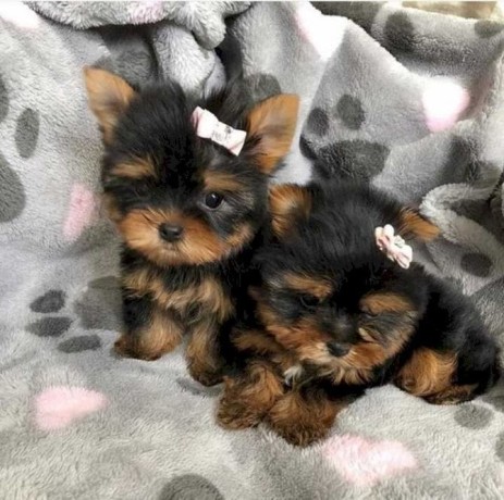 adorable-male-and-female-teacup-yorkie-puppy-available-big-0