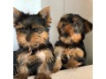 gorgeous-teacup-yorkie-puppies-small-0