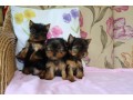 cute-akc-teacup-yorkie-puppies-small-0