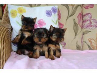 Cute Akc Teacup Yorkie Puppies!