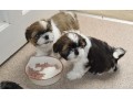 beautiful-imperial-shih-tzu-puppies-for-adoption-small-0