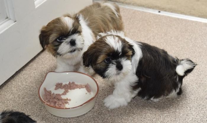 beautiful-imperial-shih-tzu-puppies-for-adoption-big-0