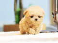 toy-poodle-puppy-for-sale-small-0