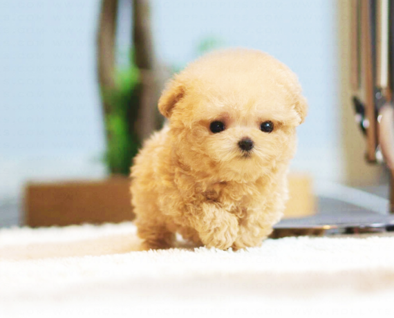 toy-poodle-puppy-for-sale-big-0