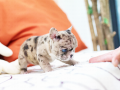 mini-frenchie-male-small-0