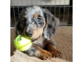 mini-dachshund-puppies-for-sale-small-0